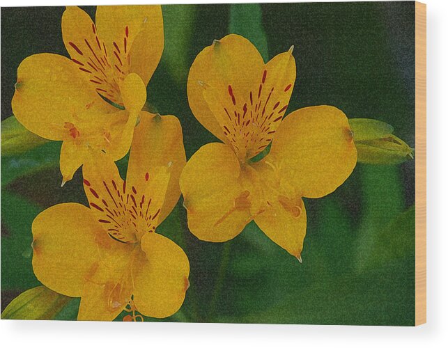 Flowers Wood Print featuring the photograph The Wild Ones by Carol Eliassen