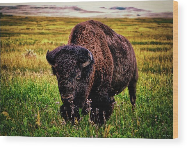 Theodore Roosevelt National Park Wood Print featuring the photograph Theodore Roosevelt National Park 009 - Buffalo by George Bostian