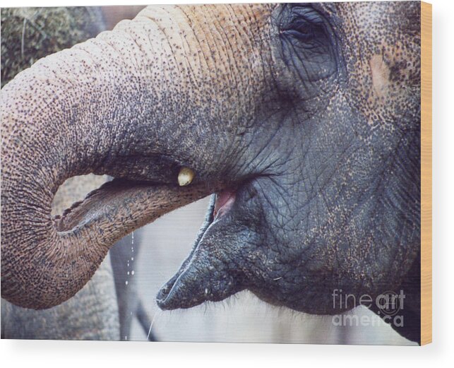 Animal Wildlife Wood Print featuring the photograph Thirsty by Helena M Langley