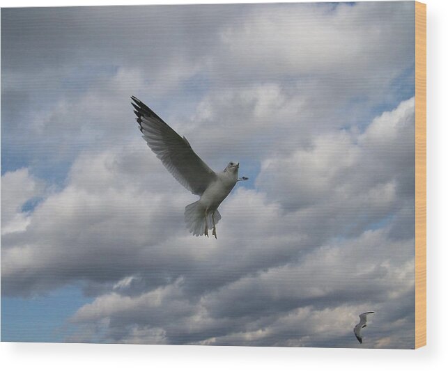 Gull Wood Print featuring the photograph This Is Fun by Jackie Mueller-Jones