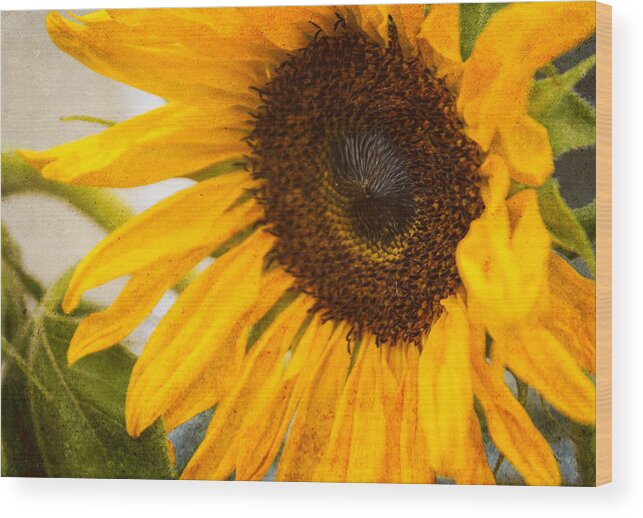 Sunflower Wood Print featuring the photograph Thoughts Of Autumn by Arlene Carmel