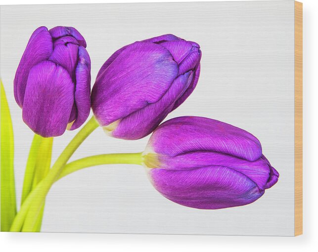 Photographic Art Wood Print featuring the photograph Three Tulips by John Roach
