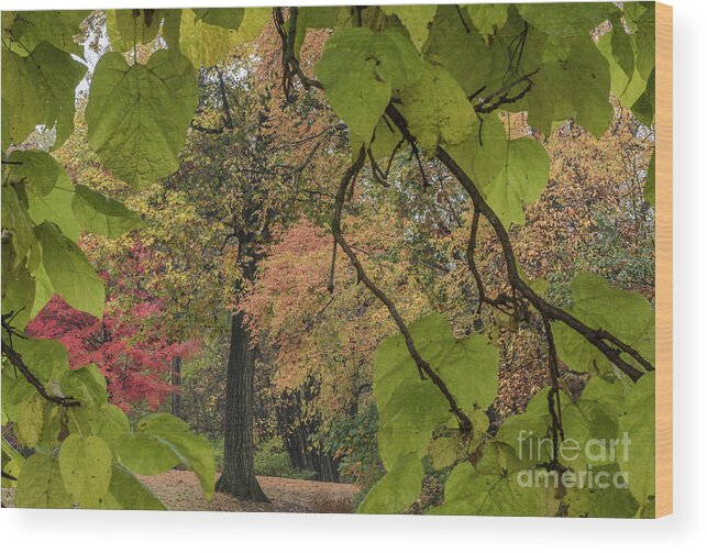 Leaves Wood Print featuring the photograph Through The Leaves by Tamara Becker