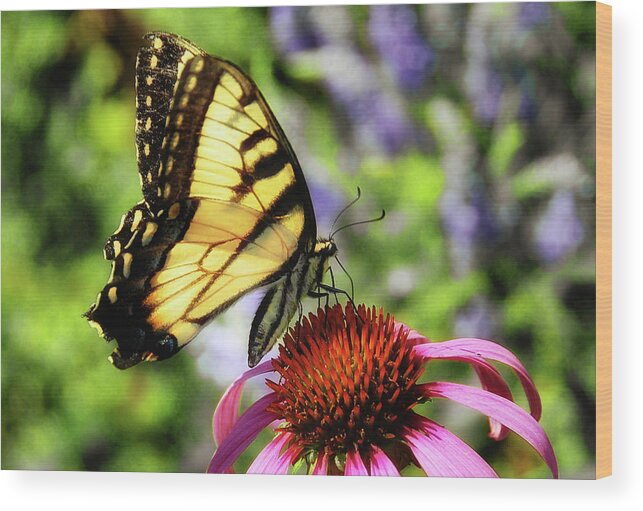 Butterfly Wood Print featuring the photograph Tiger Swallowtail by Elaine Manley