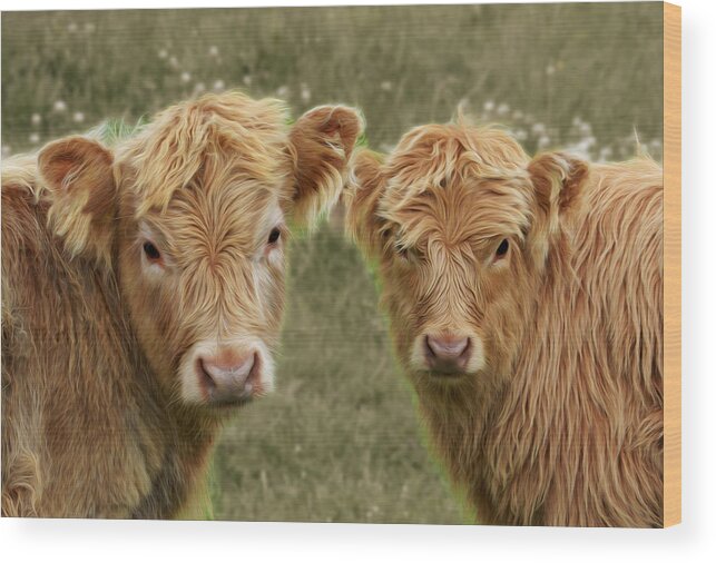 Highland Wood Print featuring the photograph Toffee and Finn by Veli Bariskan