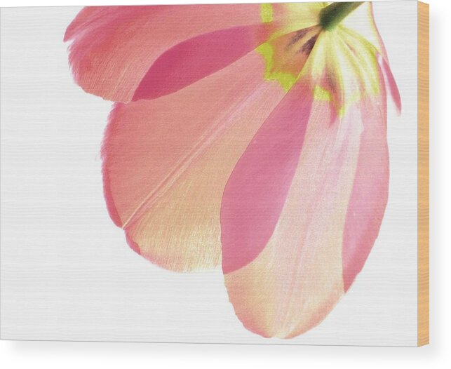 Mauve Tulips Wood Print featuring the photograph Topsy Turvy Tulip by Angela Davies