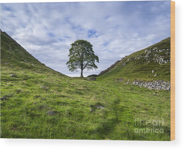 Tree Wood Print featuring the photograph Tree at Sycamore Gap by David Lichtneker