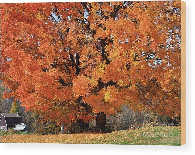 Autumn Wood Print featuring the photograph Tree On Fire by Deborah Benoit