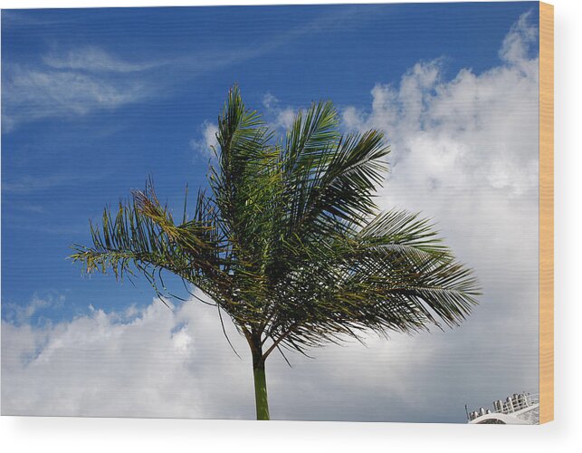 Palm Tree Wood Print featuring the photograph Tropical Breeze by Gary Wonning