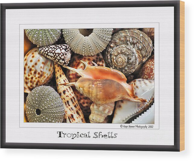 Photography Wood Print featuring the photograph Tropical Shells... Greeting Card by Kaye Menner