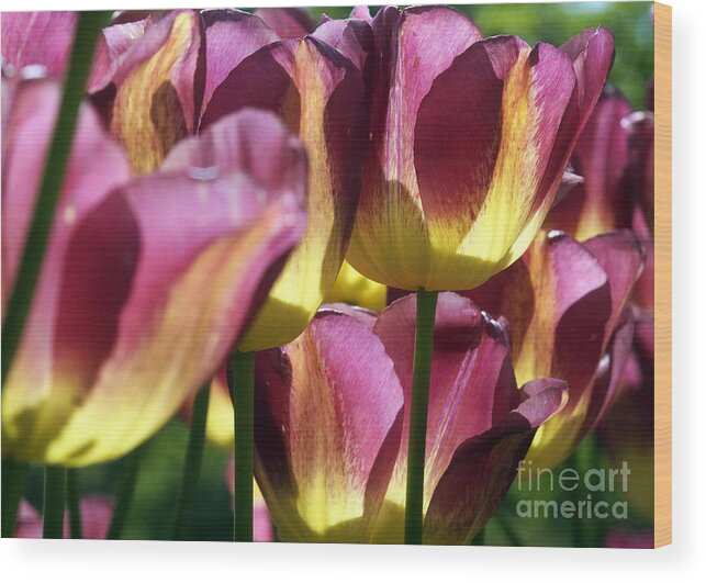 Flora Wood Print featuring the photograph Tulips In Backlight 1 by Rudi Prott