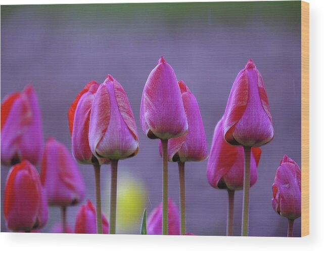 Tulips Wood Print featuring the photograph Tullips by Jeff Swan