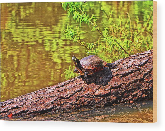 Amphibian Wood Print featuring the photograph Turtle 008 by George Bostian