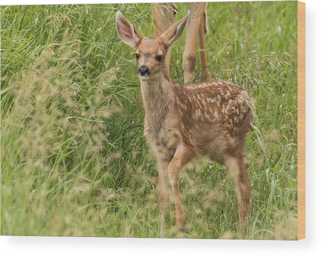 Mule Deer Fawn Wood Print featuring the photograph Twilight Fawn #3 by Mindy Musick King