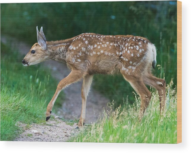 Mule Deer Fawn Wood Print featuring the photograph Twilight Fawn #4 by Mindy Musick King