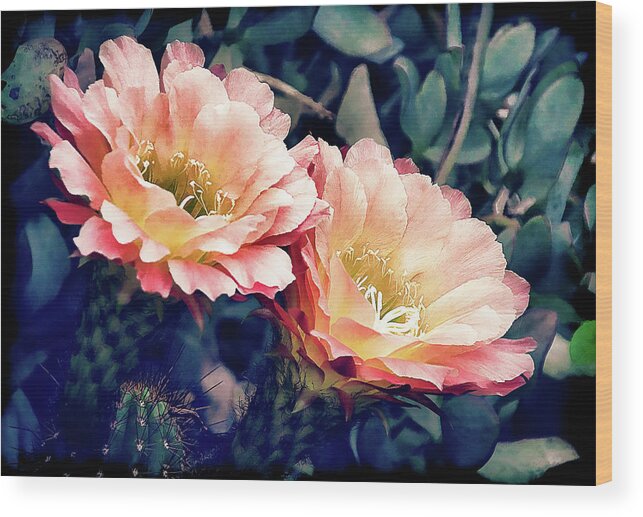 Echinopsis Wood Print featuring the photograph Two Desert Blooms Apricot Glow by Julie Palencia