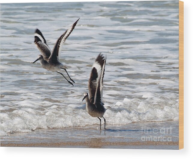 Birds Wood Print featuring the photograph Outer Banks OBX #8 by Buddy Morrison