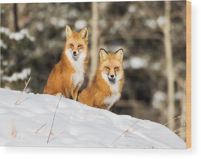 Red Fox Wood Print featuring the photograph Two Fox in Winter #2 by Mindy Musick King