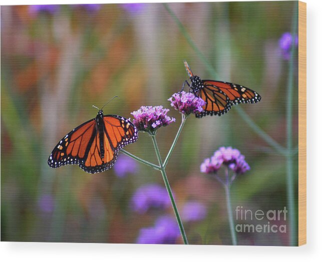 Monarch Wood Print featuring the photograph Two Monarchs Sharing 2011 by Karen Adams
