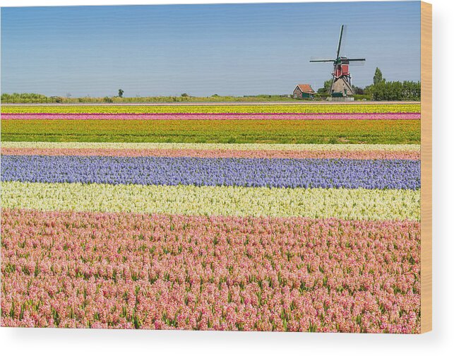Netherlands Wood Print featuring the photograph Ultimate Netherlands by Johan Elzenga
