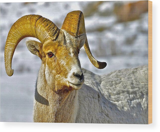 Bighorn Sheep Wood Print featuring the photograph Up Close But Not Personal by Don Mercer