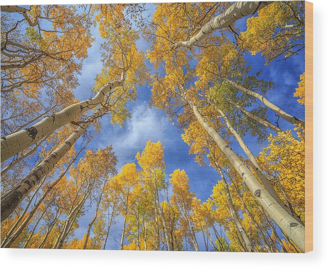 Aspens Wood Print featuring the photograph Up by Jared Perry 