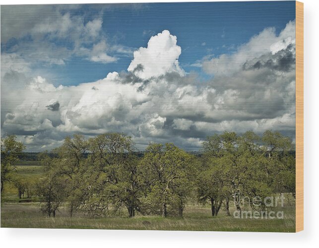 Landscape Wood Print featuring the photograph Valley Oaks by Richard Verkuyl