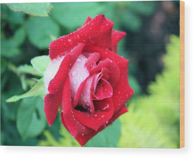 Rose Wood Print featuring the photograph Very Dewy Rose by Kristin Elmquist