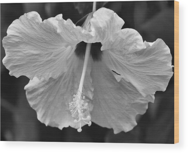 Hibiscus Wood Print featuring the photograph Vintage Hibiscus by Melanie Moraga
