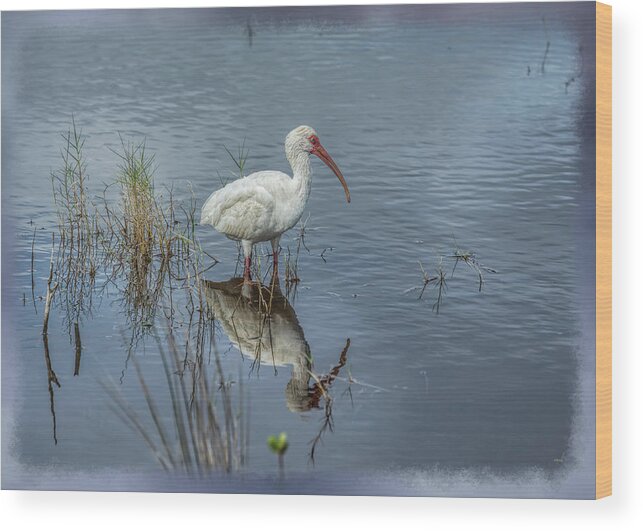 Animal Wood Print featuring the photograph Wading White Ibis by John M Bailey