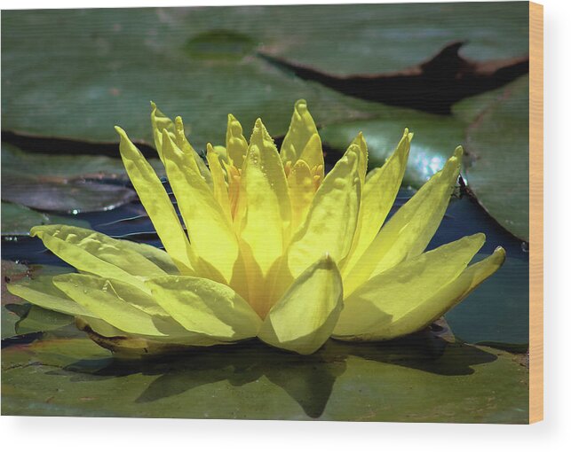 Waterlily Wood Print featuring the photograph Water Lily by Alison Frank