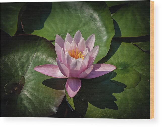 Water Lily Wood Print featuring the photograph Water Lily by Livio Ferrari