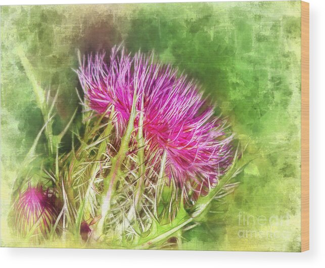 Thistle Wood Print featuring the photograph Watercolor Thistle by Judi Bagwell