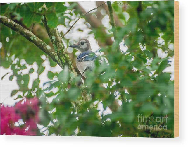 Blue Jay Wood Print featuring the photograph Birds by Buddy Morrison