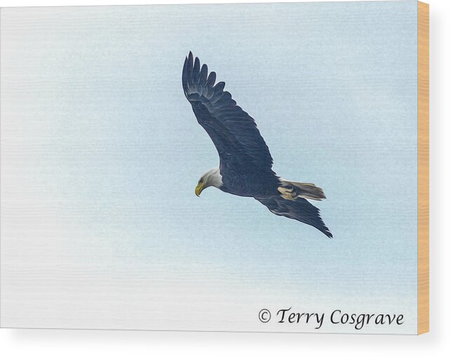 Bird Wood Print featuring the photograph West Point american eagle. by Terry Cosgrave