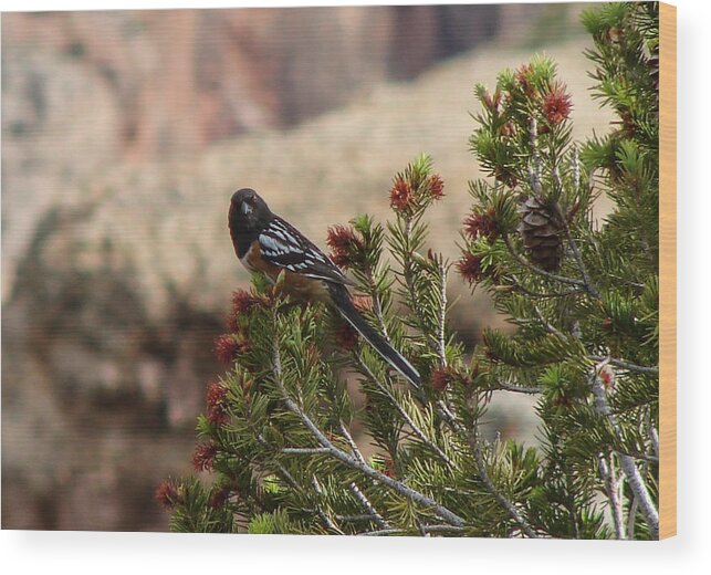 Bird Wood Print featuring the photograph Western Spotted Towhee by Carl Moore