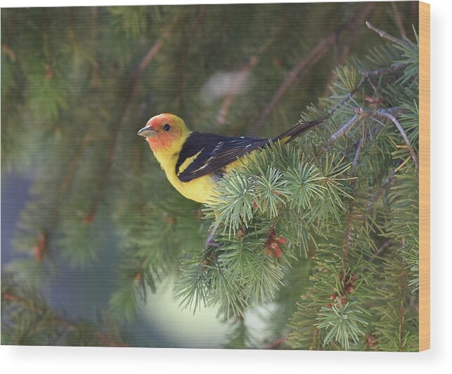  Wood Print featuring the photograph Western Tanager by Ben Foster