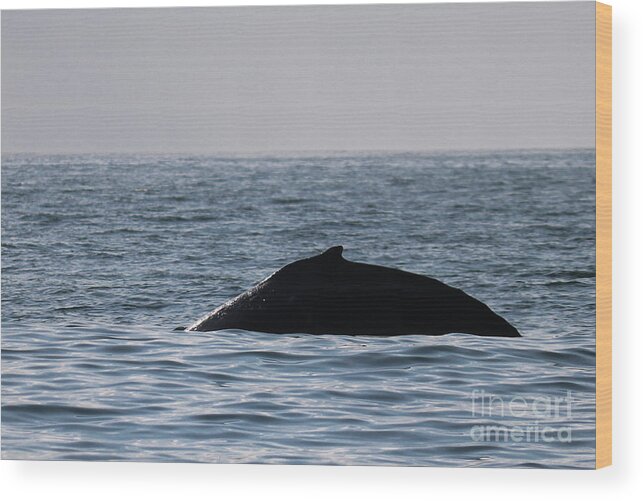 Fin Wood Print featuring the photograph Whale Fin by Suzanne Luft
