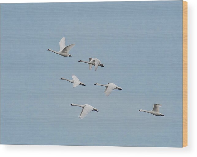 Nature Wood Print featuring the photograph Whistling Swan in Flight by Donald Brown