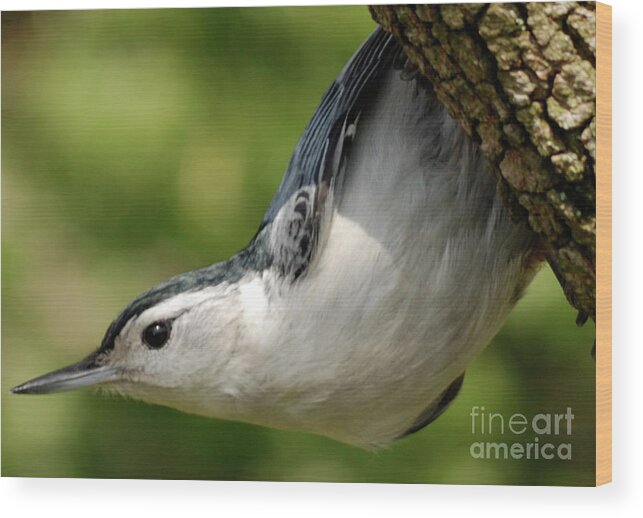 Nuthatch Wood Print featuring the photograph White-breasted Nuthatch by Randy Bodkins