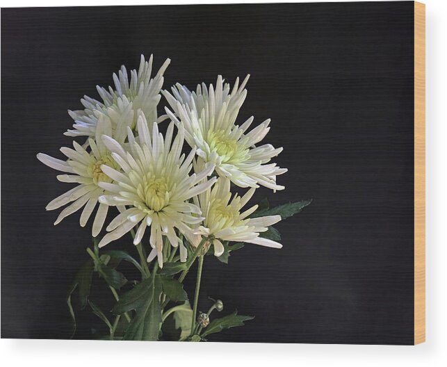 Chrysanthemum Wood Print featuring the photograph White Chrysanthemums by Jeff Townsend
