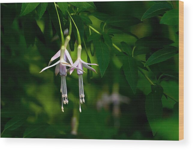 Coral Wood Print featuring the photograph White Fuchsia Hawkshead by Emerald Studio Photography