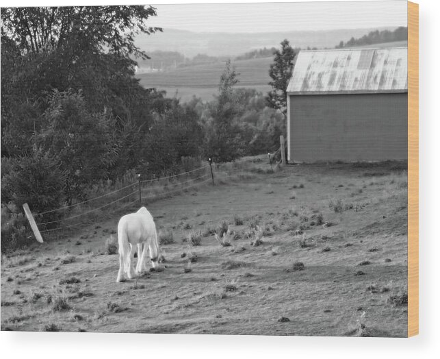 Horse Wood Print featuring the photograph White Horse, New York by Brooke T Ryan
