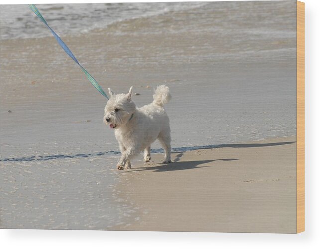 White Terrier Canvas Prints Wood Print featuring the photograph White Terrier by Joyce StJames