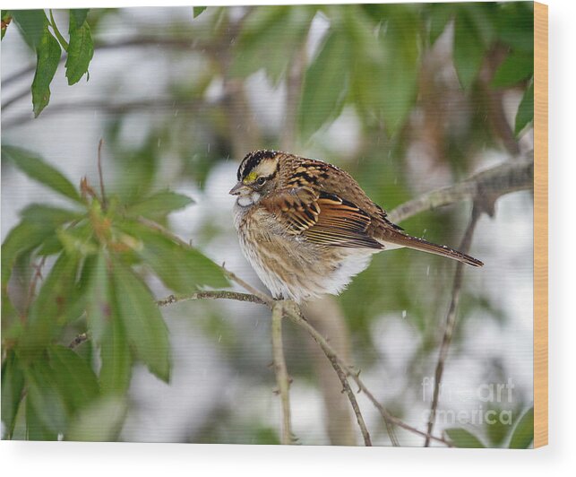 White Throated Sparrow In Winter Wood Print featuring the photograph White Throated Sparrow in Winter by Karen Jorstad