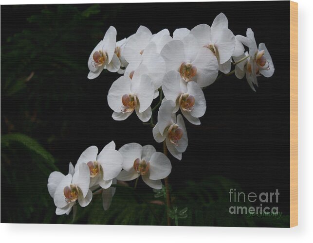 Phylanopsis Orchid Wood Print featuring the photograph White Velvet by Jo Smoley