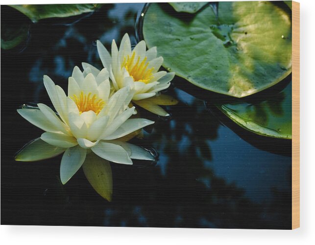  New Jersey Wood Print featuring the photograph White Water Lilies by Louis Dallara