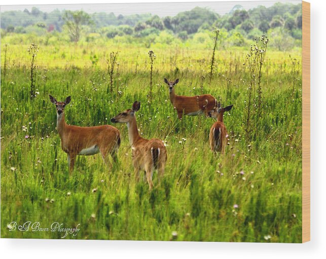 Whitetail Deer Wood Print featuring the photograph Whitetail Deer Family by Barbara Bowen
