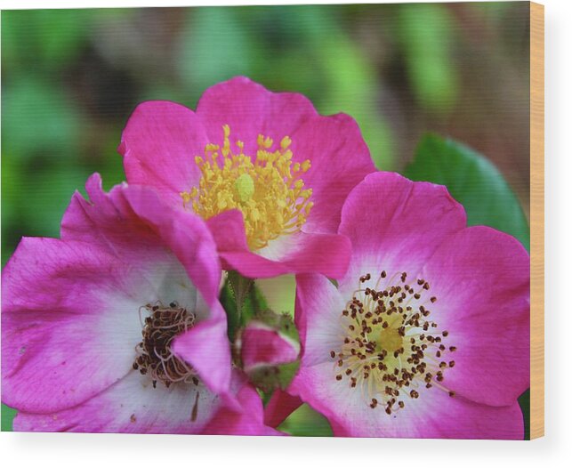 Photograph Wood Print featuring the photograph Wilberry Breeze Roses by M E