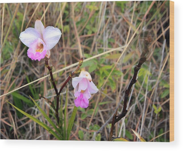 Orchid Wood Print featuring the photograph Wild Orchid by Mary Haber